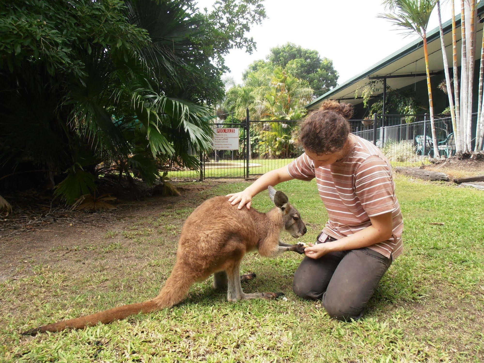 Daintree Wild Bed & Breakfast Buitenkant foto